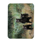 ヒグマ, Ursus arctos, グリズリー, Ursus 7 マグネット (縦)
