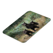 ヒグマ, Ursus arctos, グリズリー, Ursus 7 マグネット (左側)
