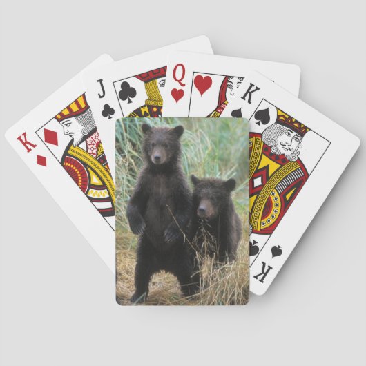 ヒグマ, Ursus arctos, グリズリー, Ursus 7 2 トランプ (裏面)