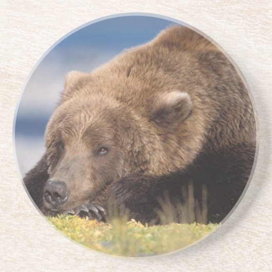 ヒグマ、Ursus arctos、グリズリー、Ursus 8 コースター (正面)
