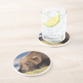 ヒグマ、Ursus arctos、グリズリー、Ursus 8 コースター (側面)