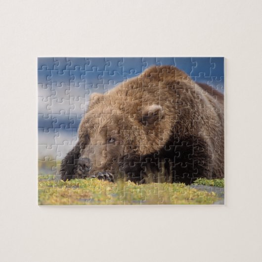 ヒグマ, Ursus arctos, グリズリー, Ursus 8 ジグソーパズル (横)