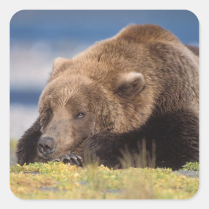 ヒグマ, Ursus arctos, グリズリー, Ursus 8 スクエアシール