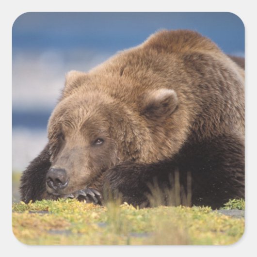 ヒグマ, Ursus arctos, グリズリー, Ursus 8 スクエアシール (正面)