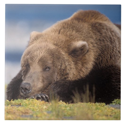 ヒグマ, Ursus arctos, グリズリー, Ursus 8 タイル (正面)