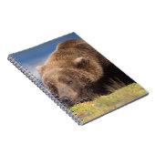 ヒグマ, Ursus arctos, グリズリー, Ursus 8 ノートブック (右側)