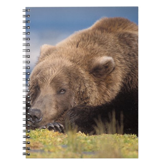 ヒグマ, Ursus arctos, グリズリー, Ursus 8 ノートブック (正面)