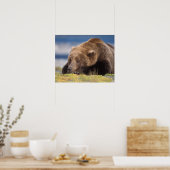 ヒグマ, Ursus arctos, グリズリー, Ursus 8 ポスター (キッチン)