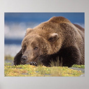 ヒグマ, Ursus arctos, グリズリー, Ursus 8 ポスター