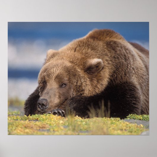 ヒグマ, Ursus arctos, グリズリー, Ursus 8 ポスター (正面)