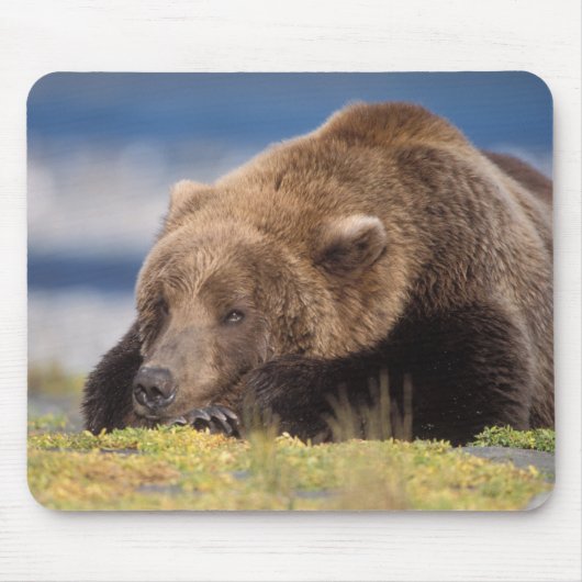 ヒグマ, Ursus arctos, グリズリー, Ursus 8 マウスパッド (正面)