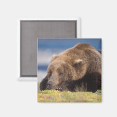 ヒグマ, Ursus arctos, グリズリー, Ursus 8 マグネット (正面/裏面)