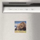 ヒグマ, Ursus arctos, グリズリー, Ursus 8 マグネット (インサイチュ (食洗機))
