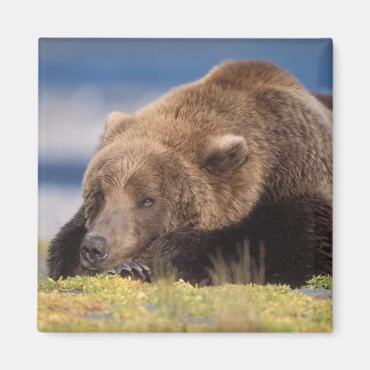 ヒグマ, Ursus arctos, グリズリー, Ursus 8 マグネット (正面)