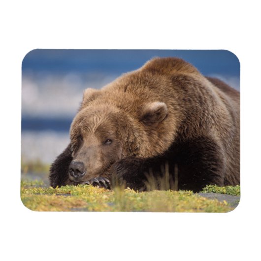ヒグマ, Ursus arctos, グリズリー, Ursus 8 マグネット (横)