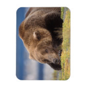 ヒグマ, Ursus arctos, グリズリー, Ursus 8 マグネット (縦)