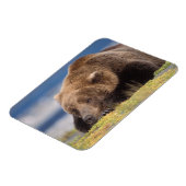 ヒグマ, Ursus arctos, グリズリー, Ursus 8 マグネット (左側)