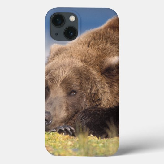 ヒグマ, Ursus arctos, グリズリー, Ursus 8 Case-Mate iPhoneケース (裏面)