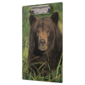 ヒグマ, Ursus arctos, グリズリー, Ursus 9 クリップボード (左)