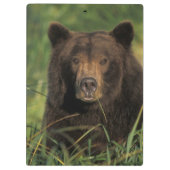 ヒグマ, Ursus arctos, グリズリー, Ursus 9 クリップボード (裏面)