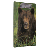 ヒグマ, Ursus arctos, グリズリー, Ursus 9 クリップボード (右)