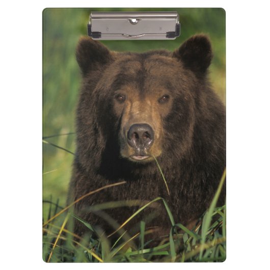 ヒグマ, Ursus arctos, グリズリー, Ursus 9 クリップボード (正面)