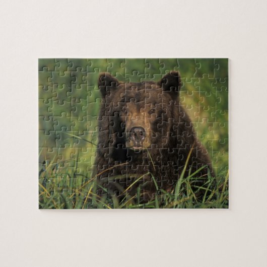ヒグマ, Ursus arctos, グリズリー, Ursus 9 ジグソーパズル (横)