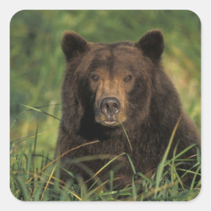 ヒグマ, Ursus arctos, グリズリー, Ursus 9 スクエアシール