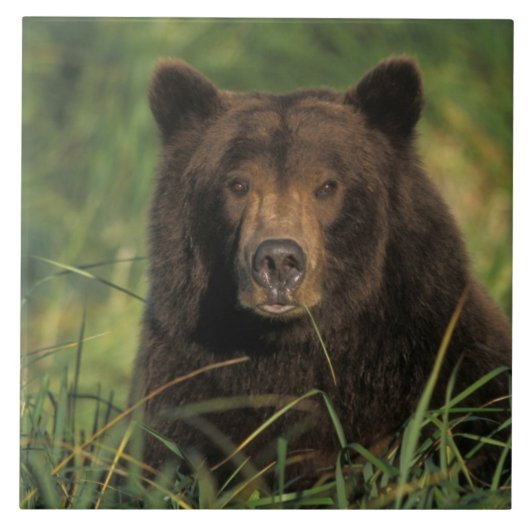 ヒグマ, Ursus arctos, グリズリー, Ursus 9 タイル (正面)