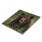 ヒグマ, Ursus arctos, グリズリー, Ursus 9 タイル (側面)
