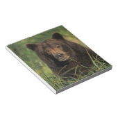 ヒグマ, Ursus arctos, グリズリー, Ursus 9 ノートパッド (アングル)