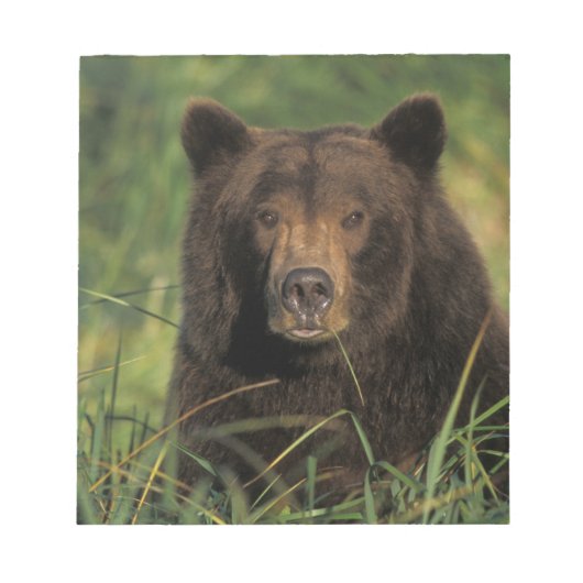 ヒグマ, Ursus arctos, グリズリー, Ursus 9 ノートパッド (正面)