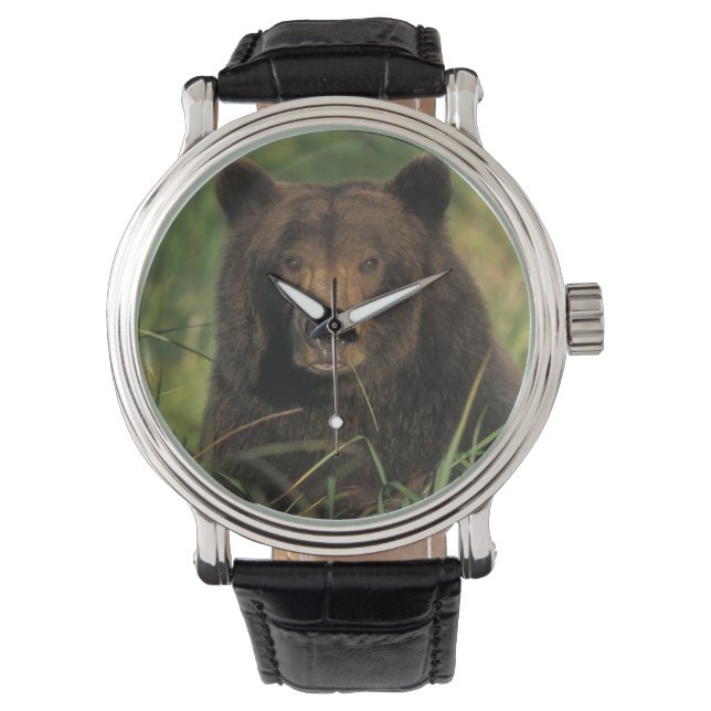 ヒグマ, Ursus arctos, グリズリー, Ursus 9 腕時計 (正面)