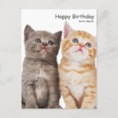 ヒゲと虎猫子猫の誕生日 ポストカード (正面)