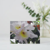 ヒゲアヤメ ポストカード (スタンド正面)