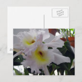 ヒゲアヤメ ポストカード (正面/裏面)