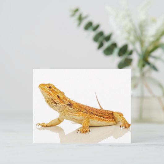 ヒゲトカゲ ポストカード (スタンド正面)