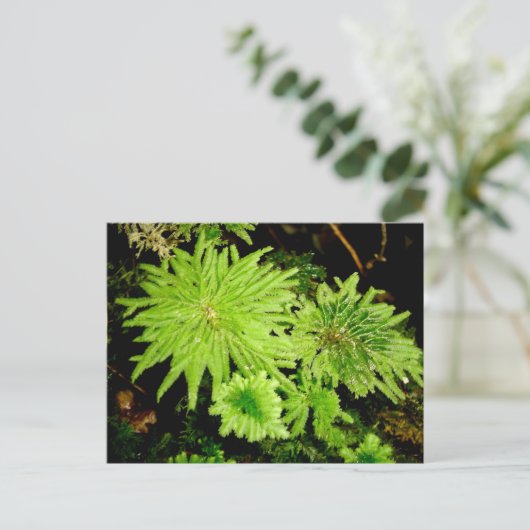 ヒゲハコガエル ポストカード (スタンド正面)