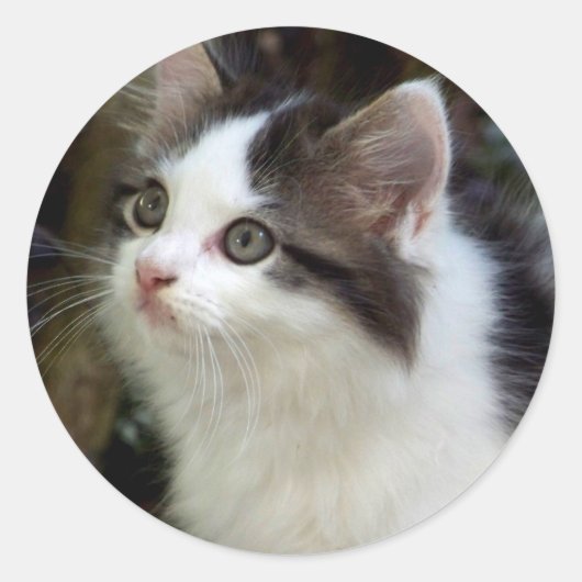 ヒゲ付き天使（子猫） ラウンドシール (正面)