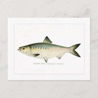 ヒコリーシャド ポストカード