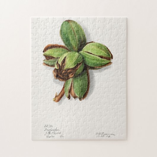 ヒコリー(カルヤ)フルーツウォーター絵画の色 ジグソーパズル (縦)