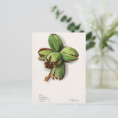 ヒコリー(カルヤ)フルーツウォーター絵画の色 ポストカード (スタンド正面)