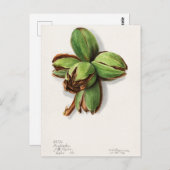 ヒコリー(カルヤ)フルーツウォーター絵画の色 ポストカード (正面/裏面)