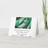 ヒスイの夢の挨拶状 カード (裏面)