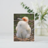 ヒック・ガラパゴス ポストカード (スタンド正面)