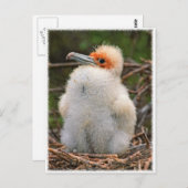 ヒック・ガラパゴス ポストカード (正面/裏面)