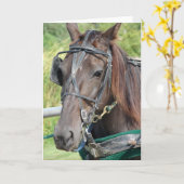 ヒッチングポストすべての行事のアミッシュな馬 カード (黄色い花)