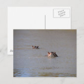 ヒッポの視線 ポストカード (正面/裏面)