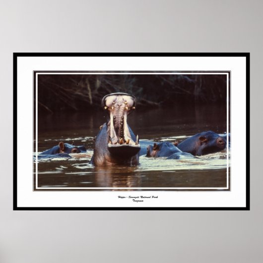 ヒッポセレントゲティ ポスター (正面)