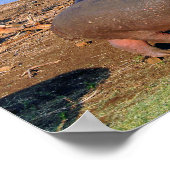 ヒッポタムスヒッポレイクセントルシア湿地公園 ポスター (角)